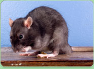 rat control Whitby