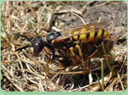 wasp control Whitby